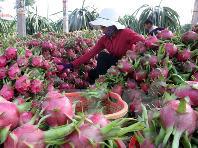 Khoa học công nghệ - Giải pháp trọng yếu tái cơ cấu nông nghiệp